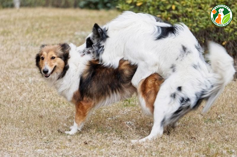 Chó giao phối bao lâu thì có thai? Dấu hiệu chó mang thai sau khi phối