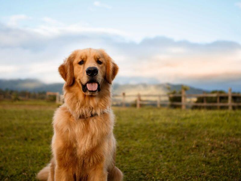 Chó Golden giá 2 triệu