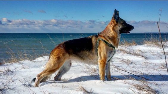 chó becgie giá rẻ