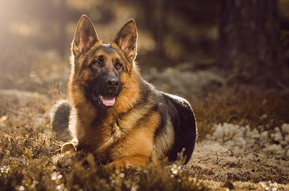 chó becgie giá 1 triệu