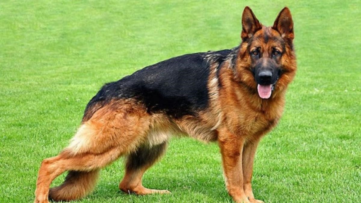 chó biecgie lai giá rẻ