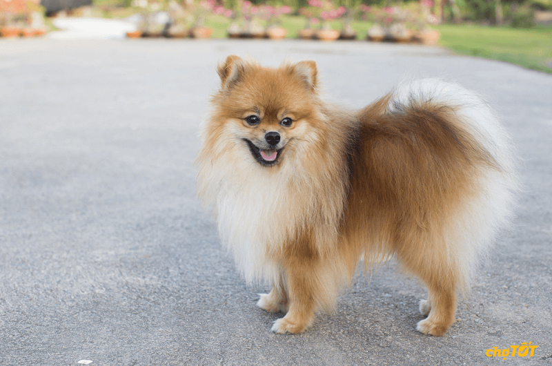 7.018 chó Phốc Sóc lai Nhật giá tốt 11/2025