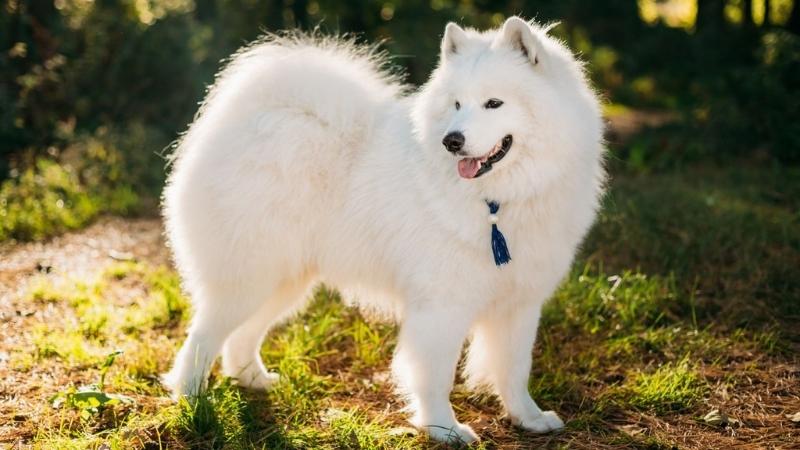 Chó Samoyed