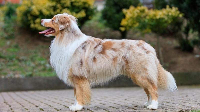 Chó chăn cừu Úc