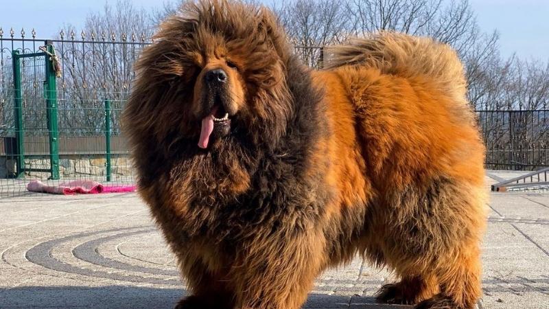 Chó ngao Tây Tạng