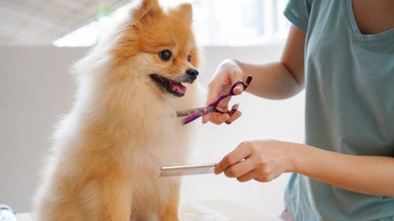 Lưu ý khi nuôi chó lông xù