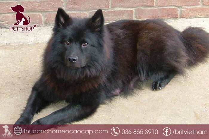 Chó Bắc Hà thuần chủng