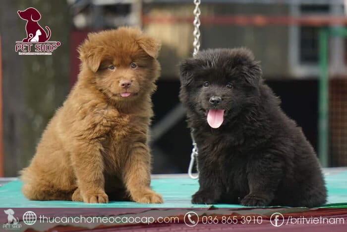 Giá chó Bắc Hà con từ 2 đến 3 tháng tuổi