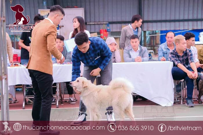 Yếu tố nào ảnh hưởng tới chó Bắc Hà giá bao nhiêu?