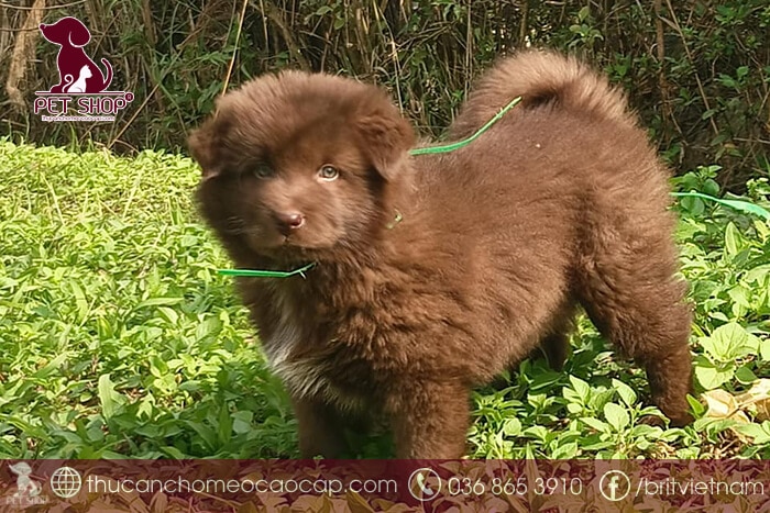 chó Bắc Hà con giá rẻ