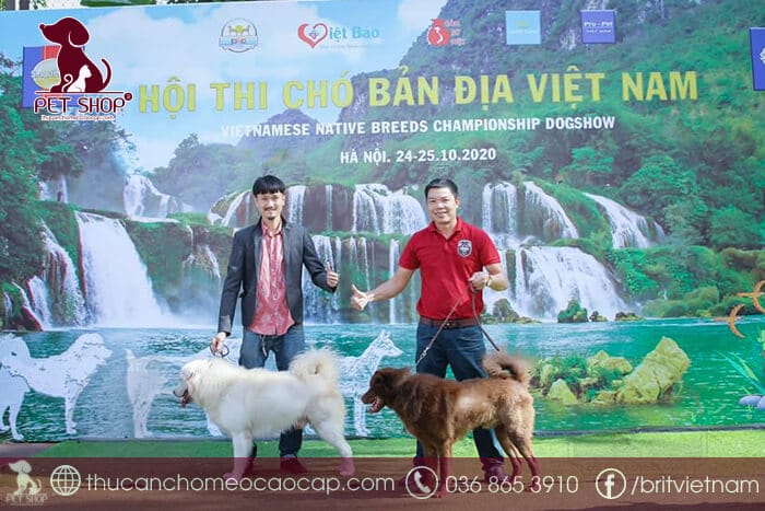Chó Bắc Hà bao nhiêu tiền
