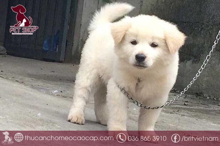 Chó Bắc Hà xù trắng giá bao nhiêu