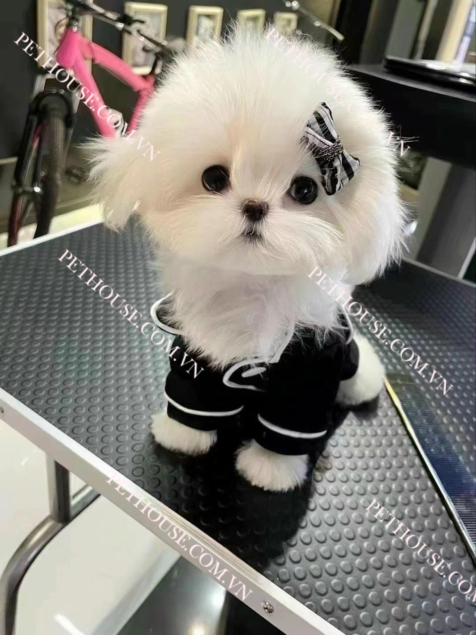 Chó Maltese ( nguồn sưu tầm )