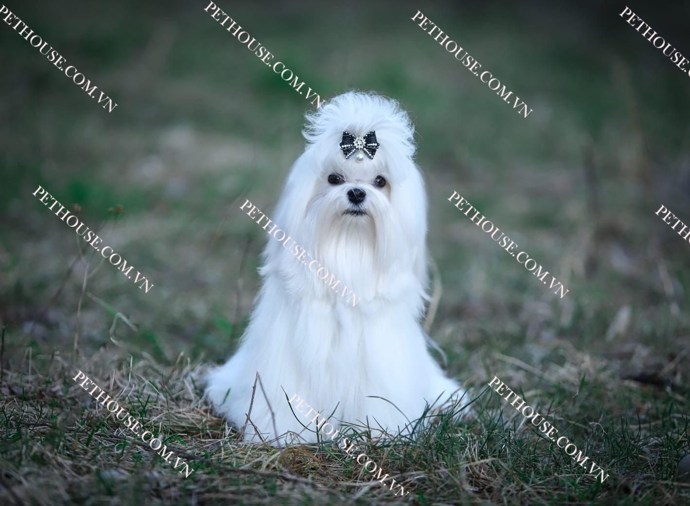 Chó Maltese ( nguồn sưu tầm )