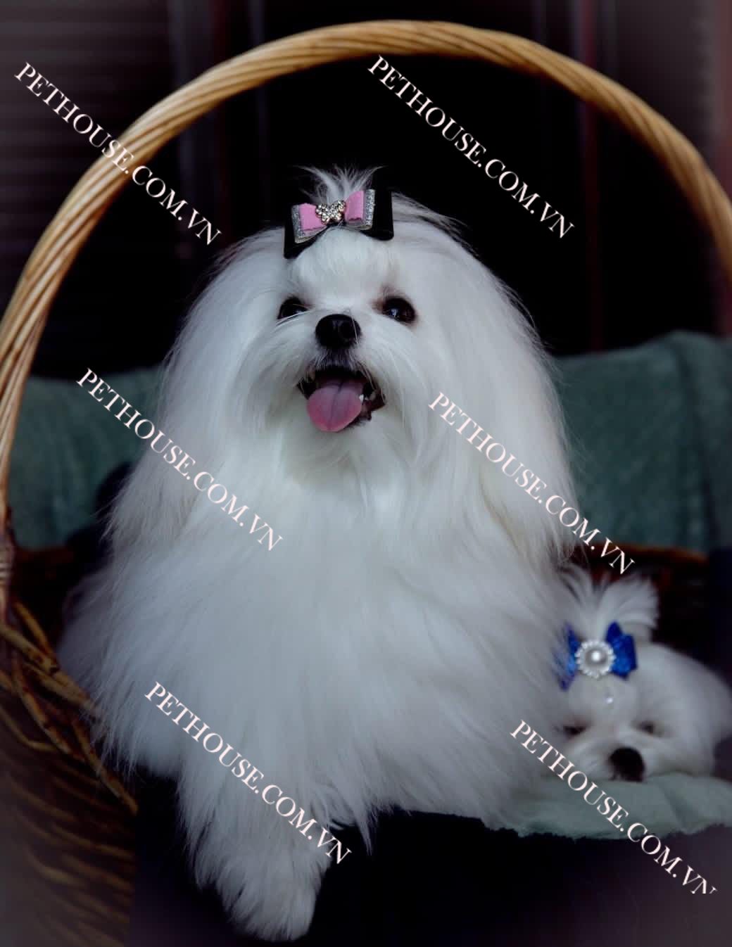 Chó Maltese ( nguồn sưu tầm )