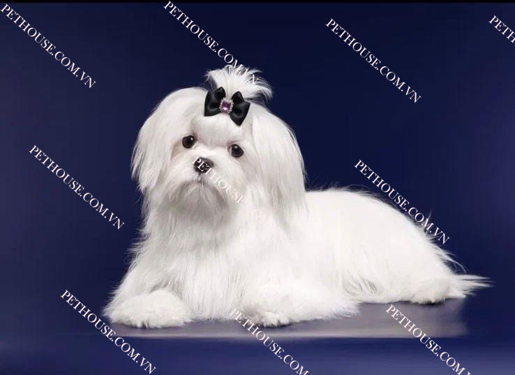 Chó Maltese - Pet House - Cửa hàng thú cưng và phụ kiện