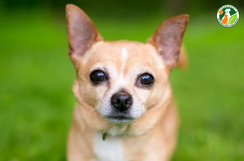 Chó mắt lồi có nguy hiểm không? Cách chăm sóc chó mắt lồi