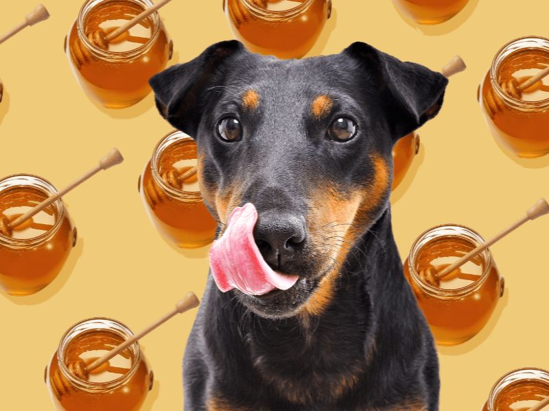Chó có thể ăn mật ong không?