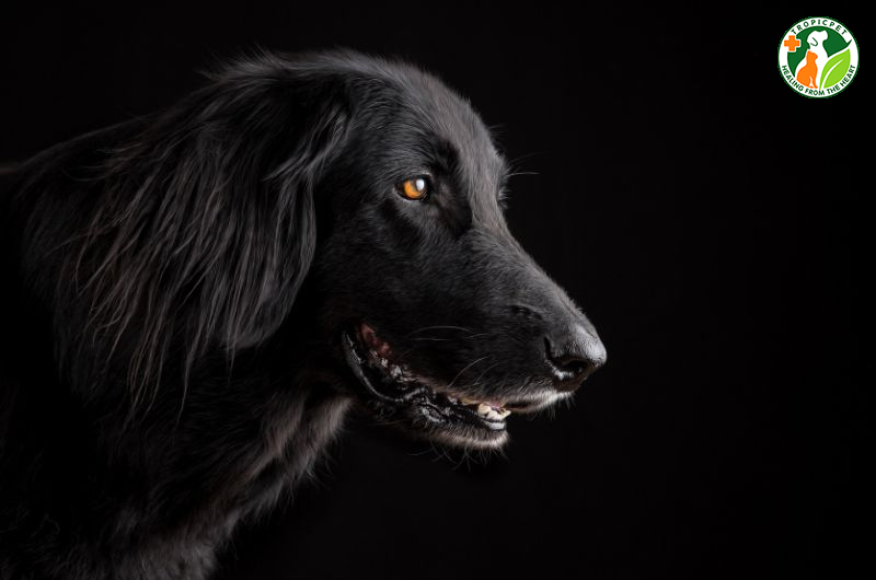 Nuôi chó mực có tốt không? Cần lưu ý gì khi nuôi chó mực