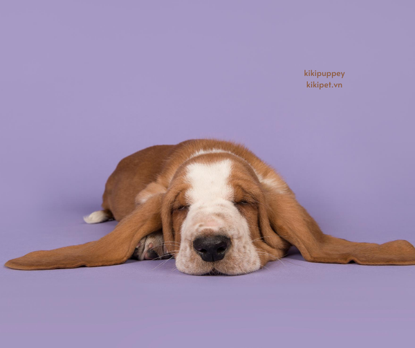 tư thế ngủ của chó nằm sấp