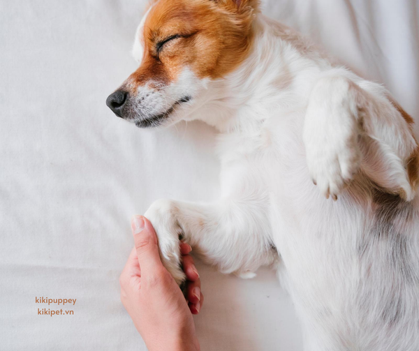 tư thế ngủ của chó nằm ngửa