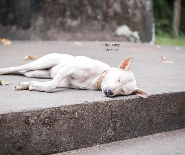 Tư thế ngủ của chó nói lên tâm trạng, tính cách của chúng