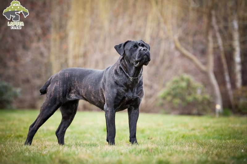 Đặc điểm ngoại hình của chó Cane Corso