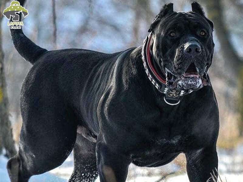 Đặc điểm tính cách Chó Cane Corso