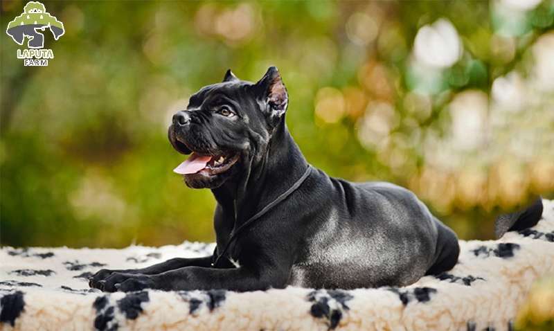 Môi trường sống Chó Cane Corso