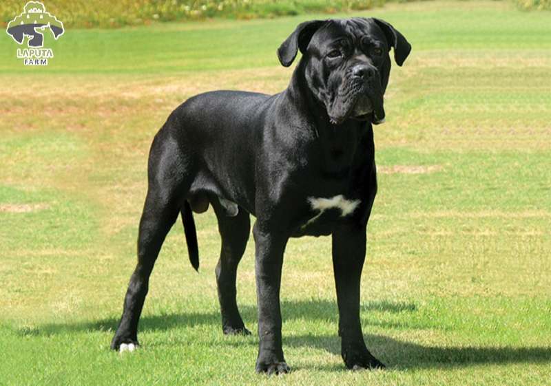Chế độ dinh dưỡng của chó Cane Corso