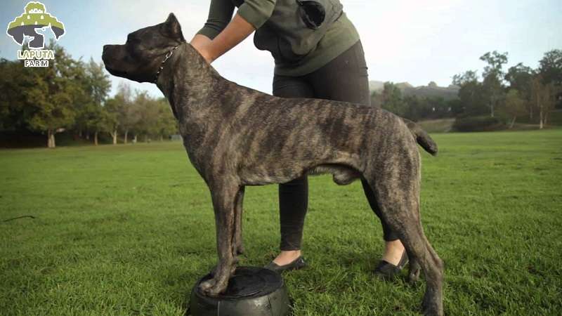 Vệ sinh cho chó Cane Corso