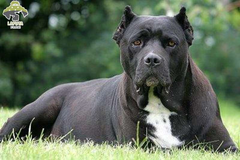 Giá bán chó Cane Corso