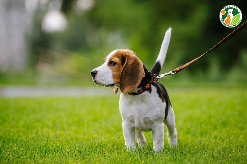 #7 Giống chó tai dài sở hữu diện mạo đáng yêu ai cũng mê