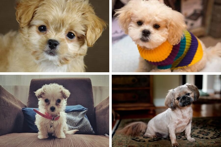 Một số giống Poodle lai phổ biến nhất hiện nay.