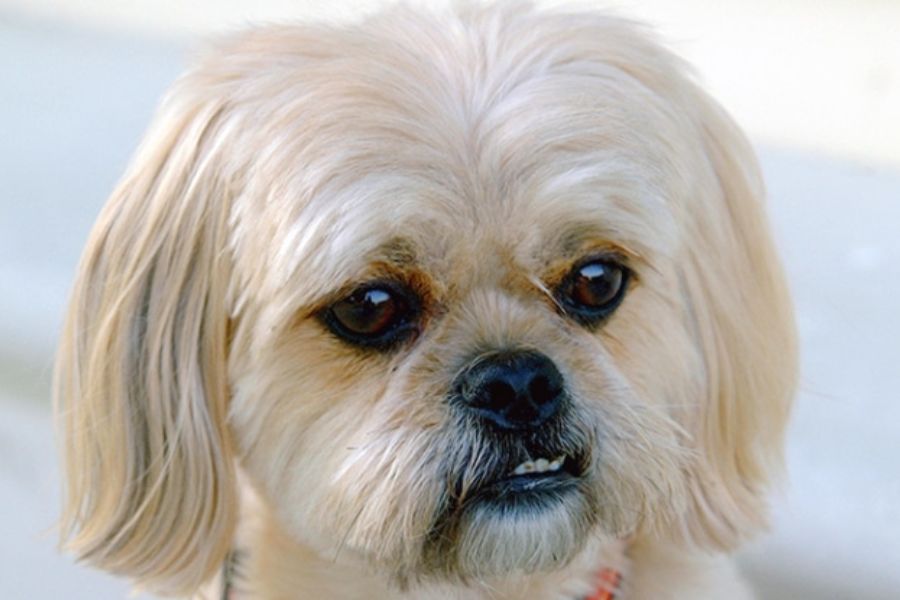 Poodle lai Bắc Kinh là giống chó được lai giữa Poodle thuần chủng và chó Bắc Kinh.