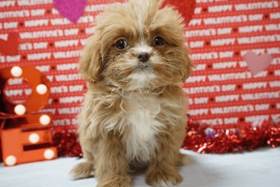 Poodle lai Phốc siêu cấp đáng yêu nhưng cũng rất tinh nghịch và dễ cáu gắt.