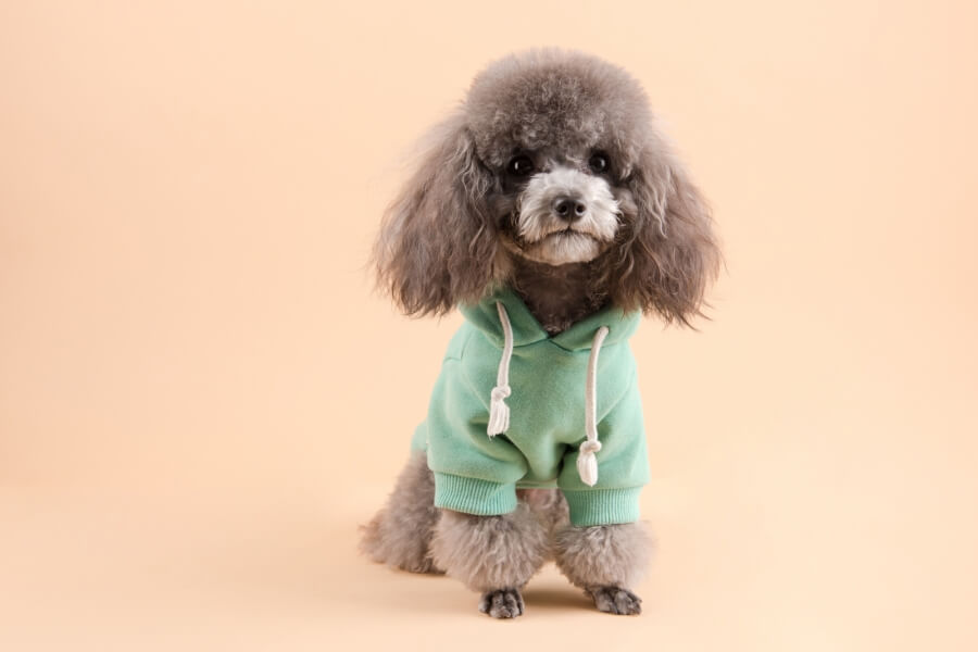 Poodle lai Chihuahua thân hình mảnh mai với cặp mắt to tròn và cực kỳ hiếu động.