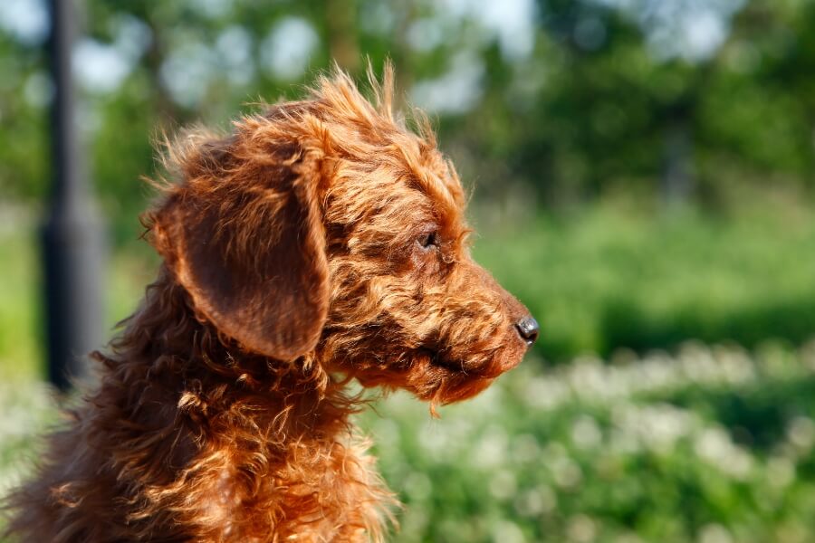 Poodle lai chó cỏ, chó ta gần gũi, hiền lành và tổng không khác Poodle thuần chủng là bao.
