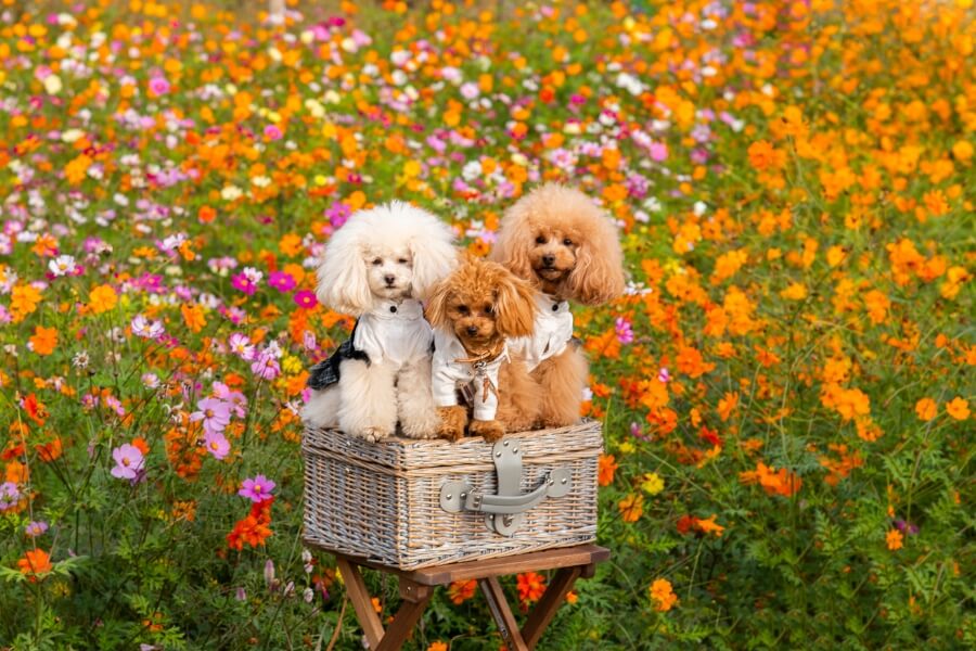 Chó Poodle Lai: Đặc Điểm, Bảng Giá Và Các Giống Poodle Lai Phổ Biến