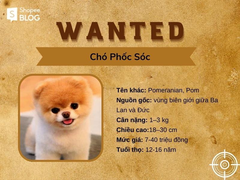 Chó phốc mini vô cùng đáng yêu và không kém phần liều lĩnh