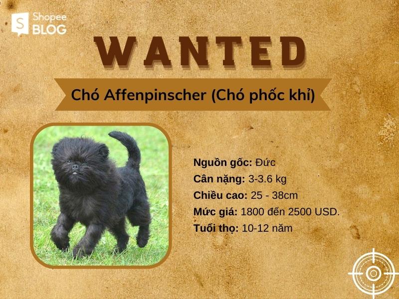 Chó Affenpinscher - chó cảnh mini nhưng có bề ngoài như một chú khỉ