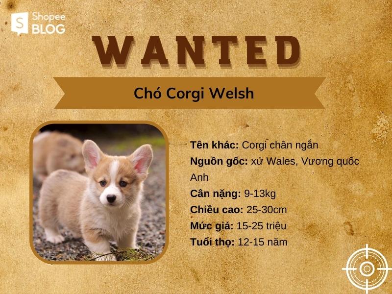 Corgi Welsh sở hữu một cặp mông đáng yêu khiến bao người điên đảo
