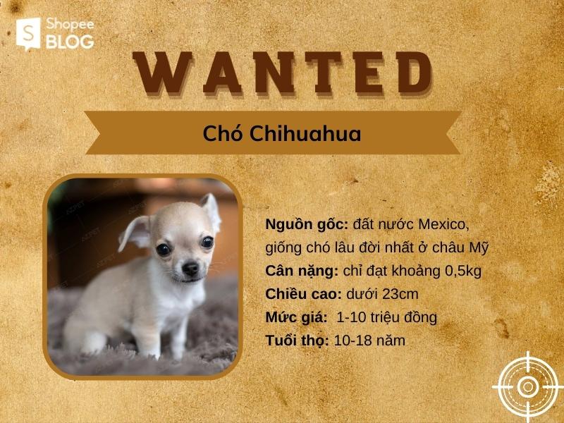 Chihuahua là giống chó nhỏ vô cùng tinh nghịch