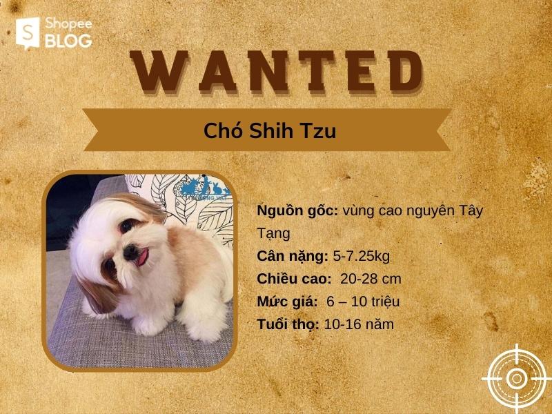 Shih Tzu là giống chó nhỏ ngộ nghĩnh và hướng nội