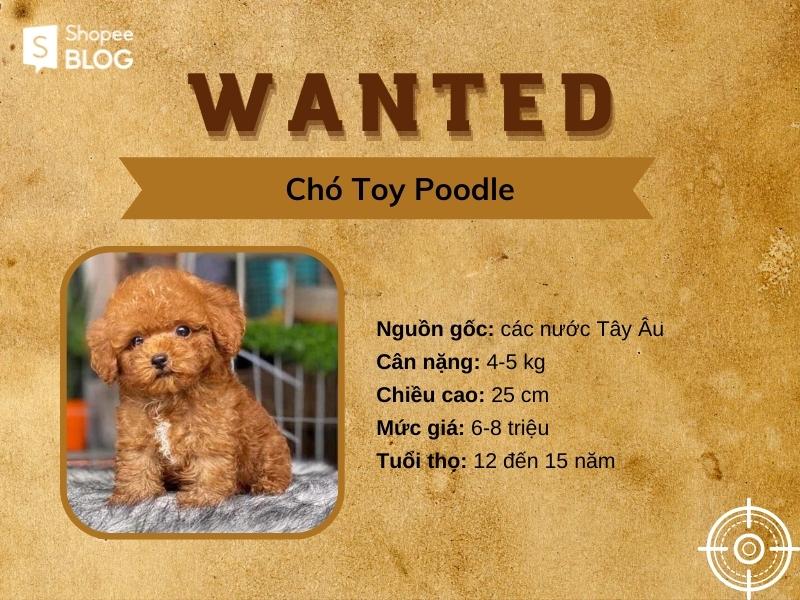 Toy Poodle - giống chó nhỏ thông minh và lém lỉnh