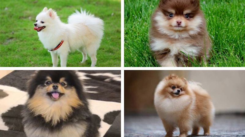 Top 6 Sữa Tắm Cho Chó Phốc Sóc Được Ưa Chuộng Nhất