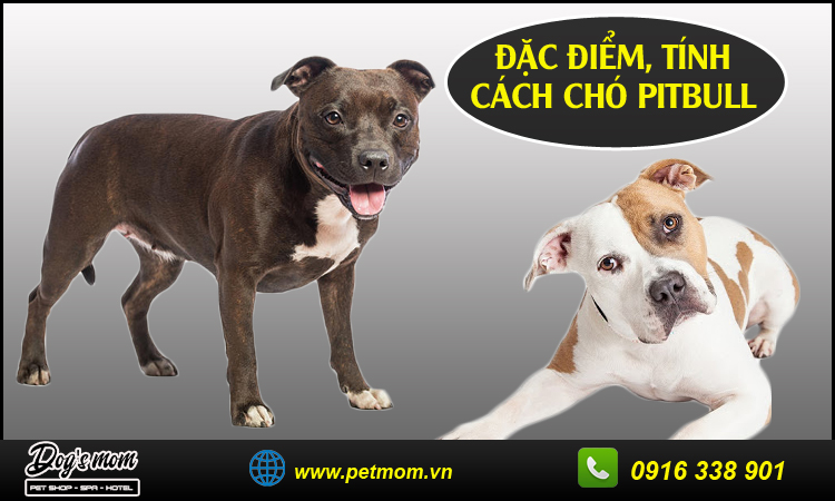 Các giống chó Pitbull lai được nuôi phổ biến tại Việt Nam