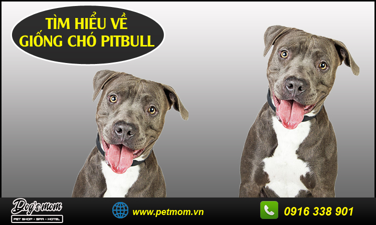 Các giống chó Pitbull lai được nuôi phổ biến tại Việt Nam
