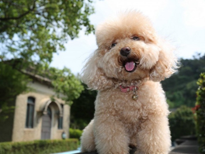 Những giống chó Poodle lai được yêu thích nhất trên thị trường
