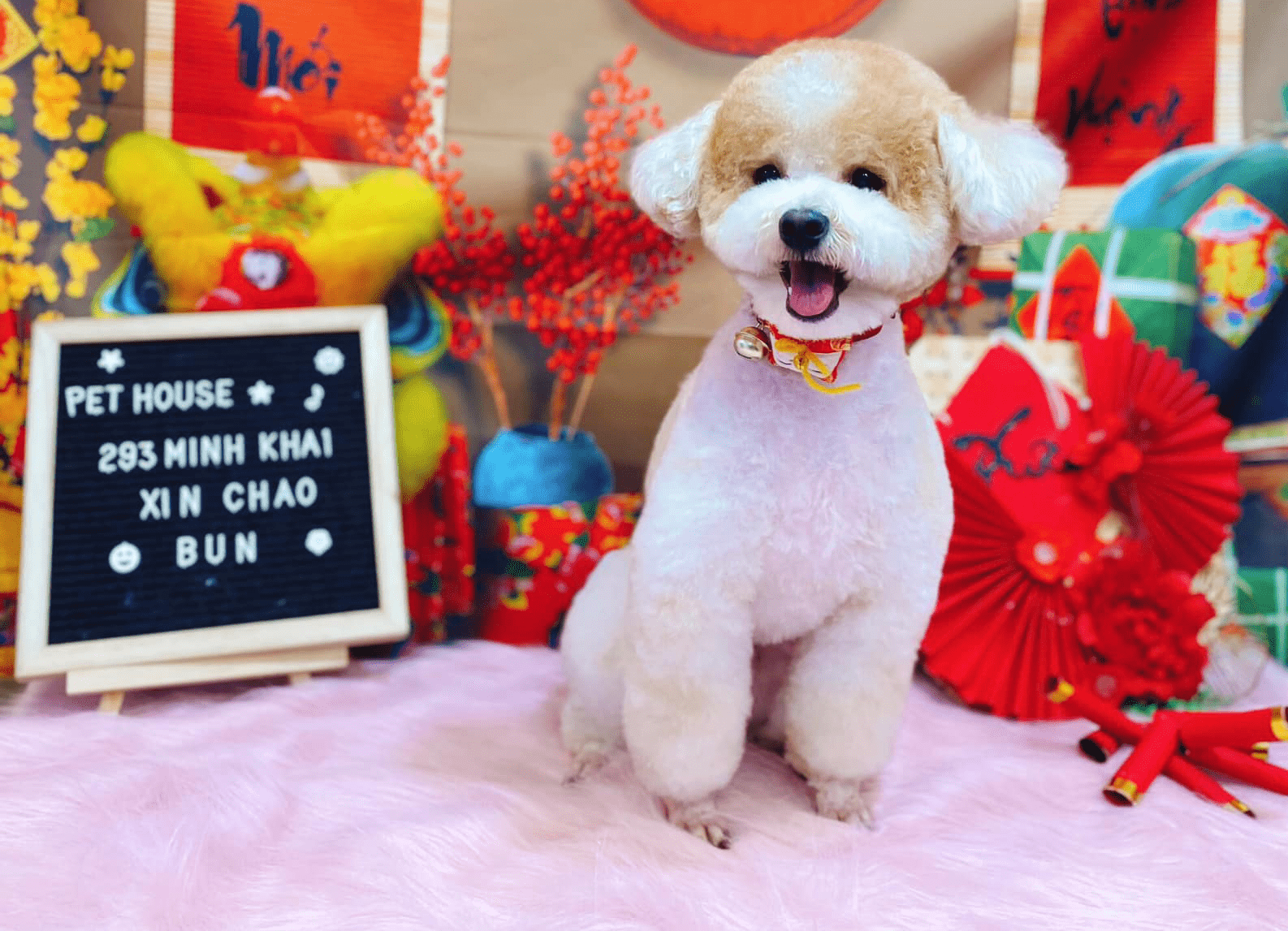 Chú chó Poodle Tiny trưởng thành cực xinh được Spa tại Pet House
